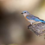 深入解析金帝平台的运营模式与市场前景 0tfvdv4a8