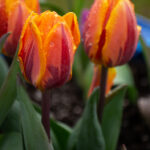 LHC开奖是什么?全面解析其含义与运作机制 9o9740